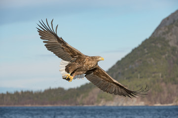 Obraz na płótnie Canvas Hunting Sea Eagle