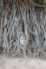 Buddha head in root wood