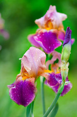 Fototapeta premium Flower of a violet iris after a rain. with water drops