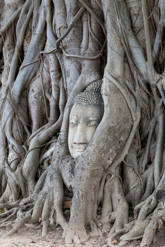 Buddha head in root wood
