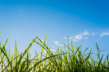Obraz premium silhouette shot image of Grass and sky in shiny day.