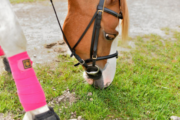 promenade à cheval dans la nature © Image'in