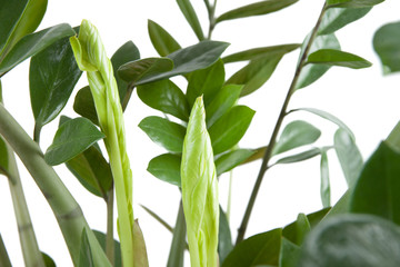 Fototapeta na wymiar Zimmerpflanze Zamioculcas zamiifolia Detailaufnahme