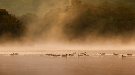 Naklejka premium Canadian Geese on Rydal Water. 