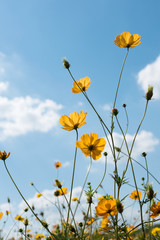 yellow cosmos