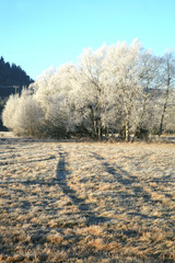Birch tree in hoarfrost and snow 