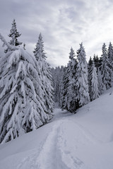Snow Covered Trees in the Mountains. Winter Landscape.
