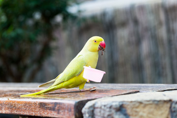 yellow parrot holding a cup of food