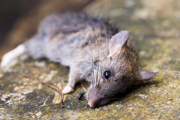dead rat on the ground