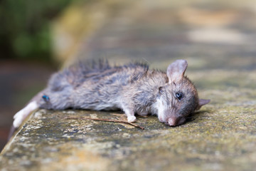 dead rat on the ground