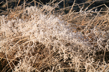 Delicate sprigs of grass with ice crystals shimmering in the sun. Winter background