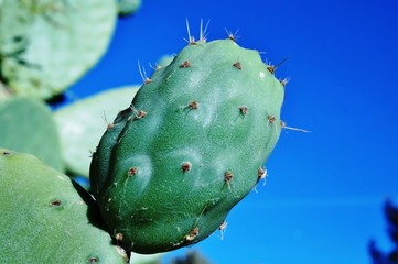Prickly pear cactus (opuntia) on a blue sky