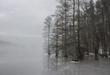 Fototapeta na wymiar Edge of bald cypress tree forest in ice and fog at Stumpy Lake in Virginia Beach, Virginia.
