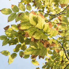 leaves and sunlight burst