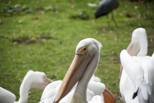 Londra - animali