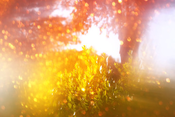 Fototapeta premium blurred abstract photo of light burst and glitter bokeh lights. filtered image and textured. 