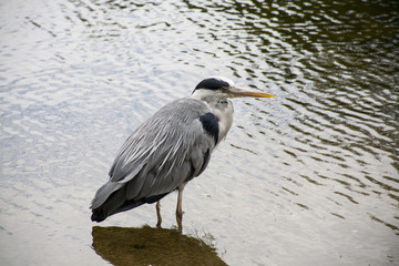 Londra - animali
