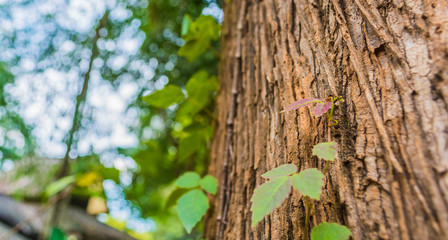 plant climbing up a tree trunk