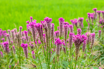 Obraz premium cockscomb flower and green background