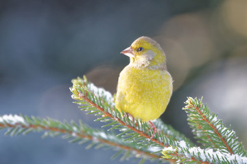European greenfinch