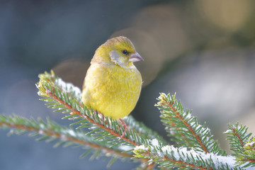 European greenfinch