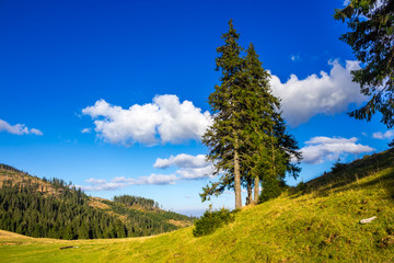 evergreen tree on a mountain slope