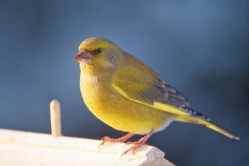 European greenfinch