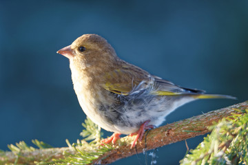 European greenfinch