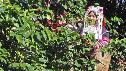 Akha hill picking arabica coffee berries in red and green on its branch tree at plantation