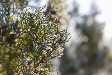 thuja arbor in morning frost