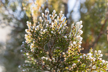 thuja arbor in morning frost