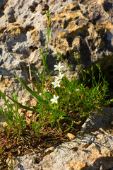 White spring wild flowers growing on the rocks. Selective focus