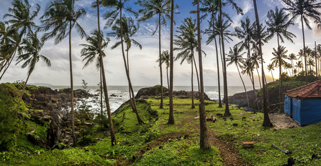 Palm tree landscape of Goa - India