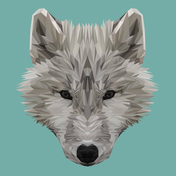 Wolf animal low poly design. Triangle vector illustration.