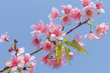 Closeup of Wild Himalayan Cherry (Prunus cerasoides) at Chiang Rai. Thailand.