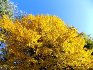 Fototapeta premium Yellow leaves on tree in autumn