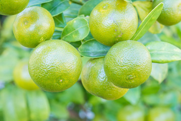 Closeup fresh orange fruit in the garden