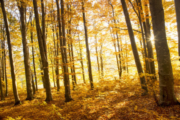 Autumn light in the beech forest