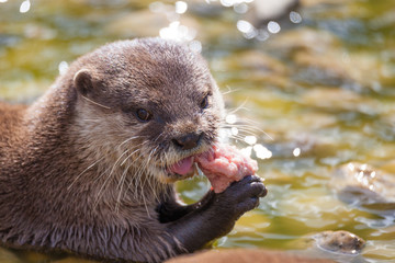 Otter