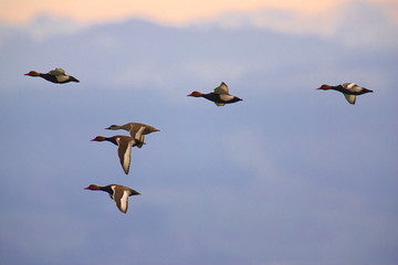 Enten