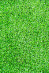 Fototapeta premium Turf grass background