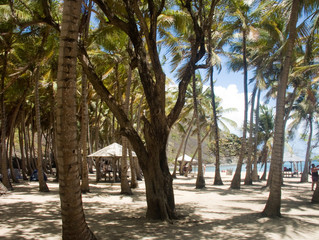 Plage de cocotiers