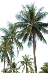 Fototapeta na wymiar Coconut tree isolated on white background