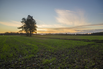 Fototapeta na wymiar wschód słońca nad wiosennym polem