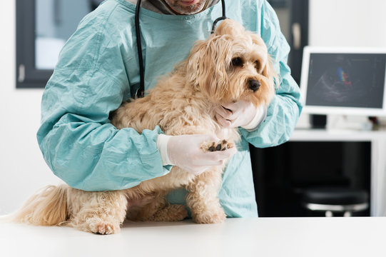 V&eacute;t&eacute;rinaire soins griffes et coussinets d'un chien