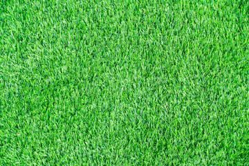 Fototapeta premium Turf grass background