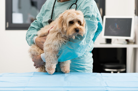V&eacute;t&eacute;rinaire et chien malade