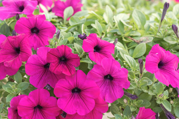 Pink Petunia flowers