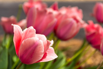 Pink Tulips