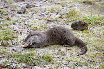 Obraz premium Fischotter